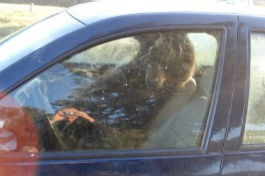 Ez a medve megtanulta, hogyan kell az autók kilincsét használni